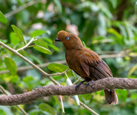Andean cock-of-the-rock, female