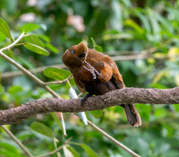 Andean cock-of-the-rock, female