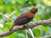 Andean cock-of-the-rock, female