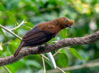 Andean cock-of-the-rock, female