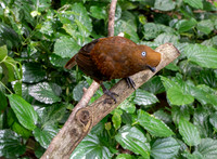 Andean cock-of-the-rock, female