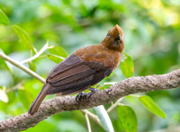 Andean cock-of-the-rock, female