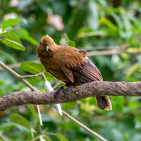Andean cock-of-the-rock, female