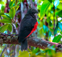 Pesquet's / vulturine parrot