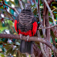 Pesquet's / vulturine parrot