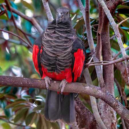 Pesquet's / vulturine parrot