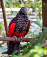 Pesquet's / vulturine parrot