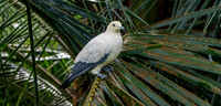 Pied imperial pigeon
