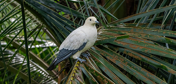 Pied imperial pigeon