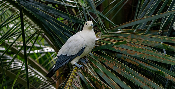 Pied imperial pigeon