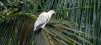 Pied imperial pigeon
