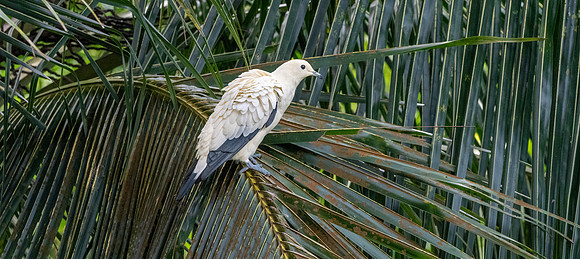 Pied imperial pigeon