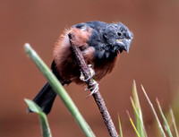 Chestnut bellied seed finch, male
