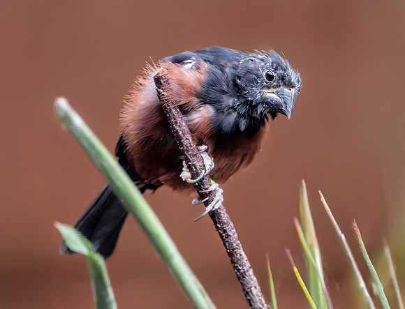 Chestnut bellied seed finch, male