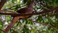 Barred cuckoo dove