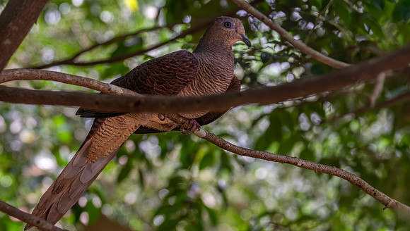 Barred cuckoo dove