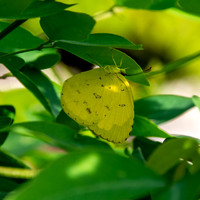Common grass yellow
