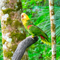 Double yellow amazon parrot
