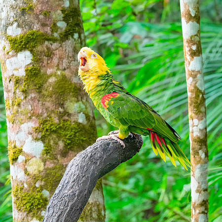 Double yellow amazon parrot