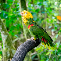Double yellow amazon parrot