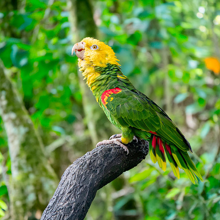 Double yellow amazon parrot