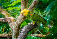Double yellow amazon parrot