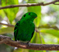 Green broadbill
