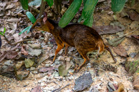 Java mouse deer