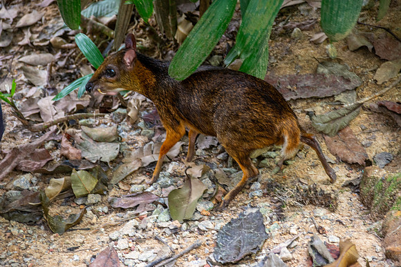 Java mouse deer