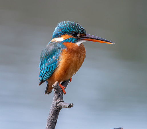 Kingfisher (Little Indian), female