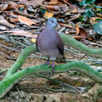 Madagascar turtle dove