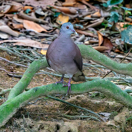 Madagascar turtle dove