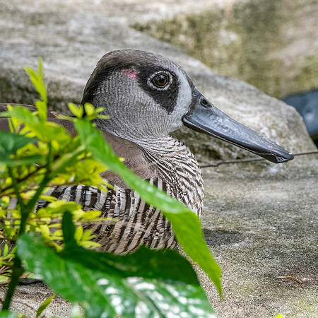 Pink eared duck