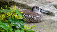 Pink eared duck