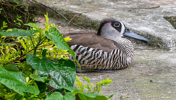 Pink eared duck