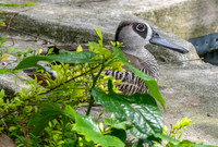 Pink eared duck