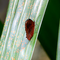 Plain / Common Palmfly