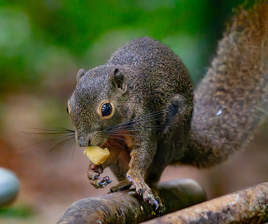 Plantain squirrel