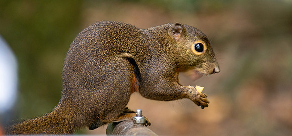 Plantain squirrel
