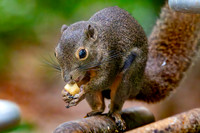 Plantain squirrel
