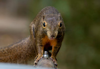Plantain squirrel