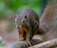 Plantain squirrel