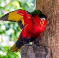 Purple bellied lory