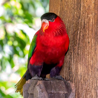 Purple bellied lory