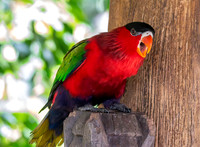 Purple bellied lory