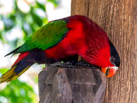 Purple bellied lory