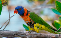 Red collared lorikeet
