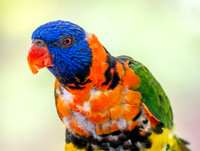 Red collared lorikeet