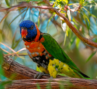 Red collared lorikeet