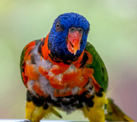 Red collared lorikeet